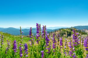 Medicare Parts Versus Plans